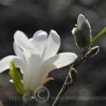 Weiße Magnolie ~ Blüte und Knospe