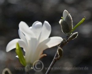 Weiße Magnolie ~ Blüte und Knospe
