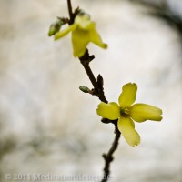 Ein kleiner Frühlingsgruss