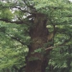 Ivenacker Eiche