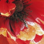mohnblume schwebefliege