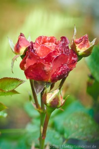 rose-01006 Ein Rosen~Gruß