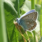 schmetterling