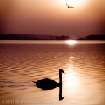 Schwan im Sonnenuntergang