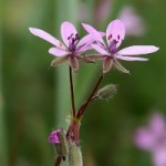zwillingsblume